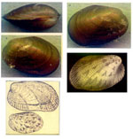 Musculus discors