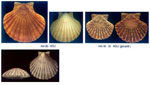 Pecten jacobeus