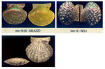 Lissopecten hyalinus