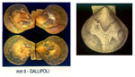 Palliolum incomparabile
