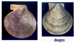 Palliolum striatum