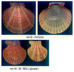 Aequipecten opercularis