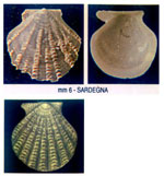 Cyclopecten hoskynsi