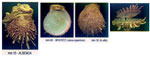 Spondylus gaederopus