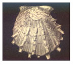Spondylus groschi