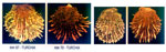 Spondylus spinosus