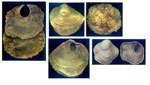Anomia ephippium
