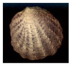 Pododesmus aculeatus