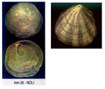 Pododesmus glaucus