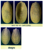 Limatula subauriculata