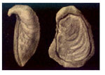 Neopycnodonte cochlear