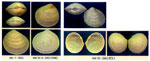 Ctena decussata