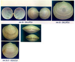 Loripes lucinalis