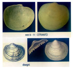 Anodontia fragilis