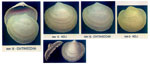 Diplodonta rotundata