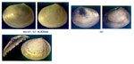 Litigiella glabra
