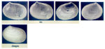Litigiella corgani