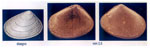 Tellimya semirubra