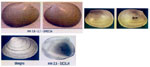 Mysella tumidula