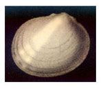 Epilepton divae