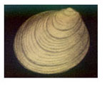 Epilepton parrussetensis