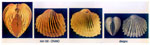 Cardium indicum