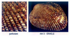 Cardium richardi