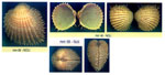 Acanthocardia aculeata