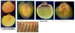 Acanthocardia deshayesii