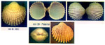 Acanthocardia echinata echinata