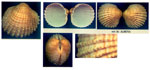 Acanthocardia echinata mucronata