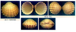 Acanthocardia paucicostata
