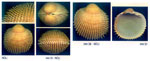 Acanthocardia spinosa