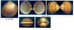 Acanthocardia tuberculata