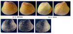 Parvicardium exiguum