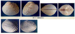 Parvicardium ovale