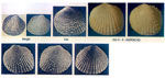 Parvicardium roseum