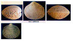 Parvicardium scabrum