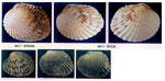 Parvicardium scriptum