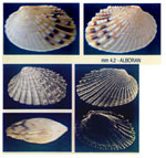Parvicardium vroomi