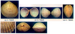 Plagiocardium papillosum