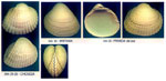 Cerastoderma edule