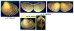 Cerastoderma glaucum