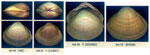 Mactra stultorum