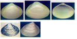 Spisula eliptica gracilis