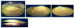 Lutraria angustior