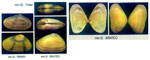 Donacilla cornea