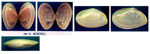 Tellina tenuis