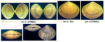 Tellina balaustina