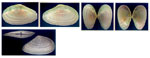 Tellina fabula